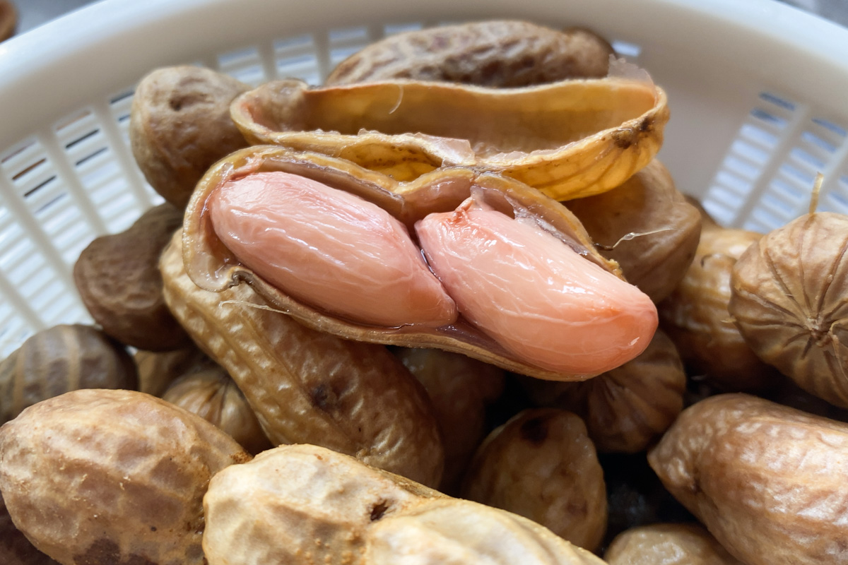 松戸南部市場の農産物直売所 げんきばたけの会で生落花生 おおまさり をゲット しっとりホクホクでたまらん 松戸つうしん 松戸市の地域ブログ 地元情報をあなたにガッツリと