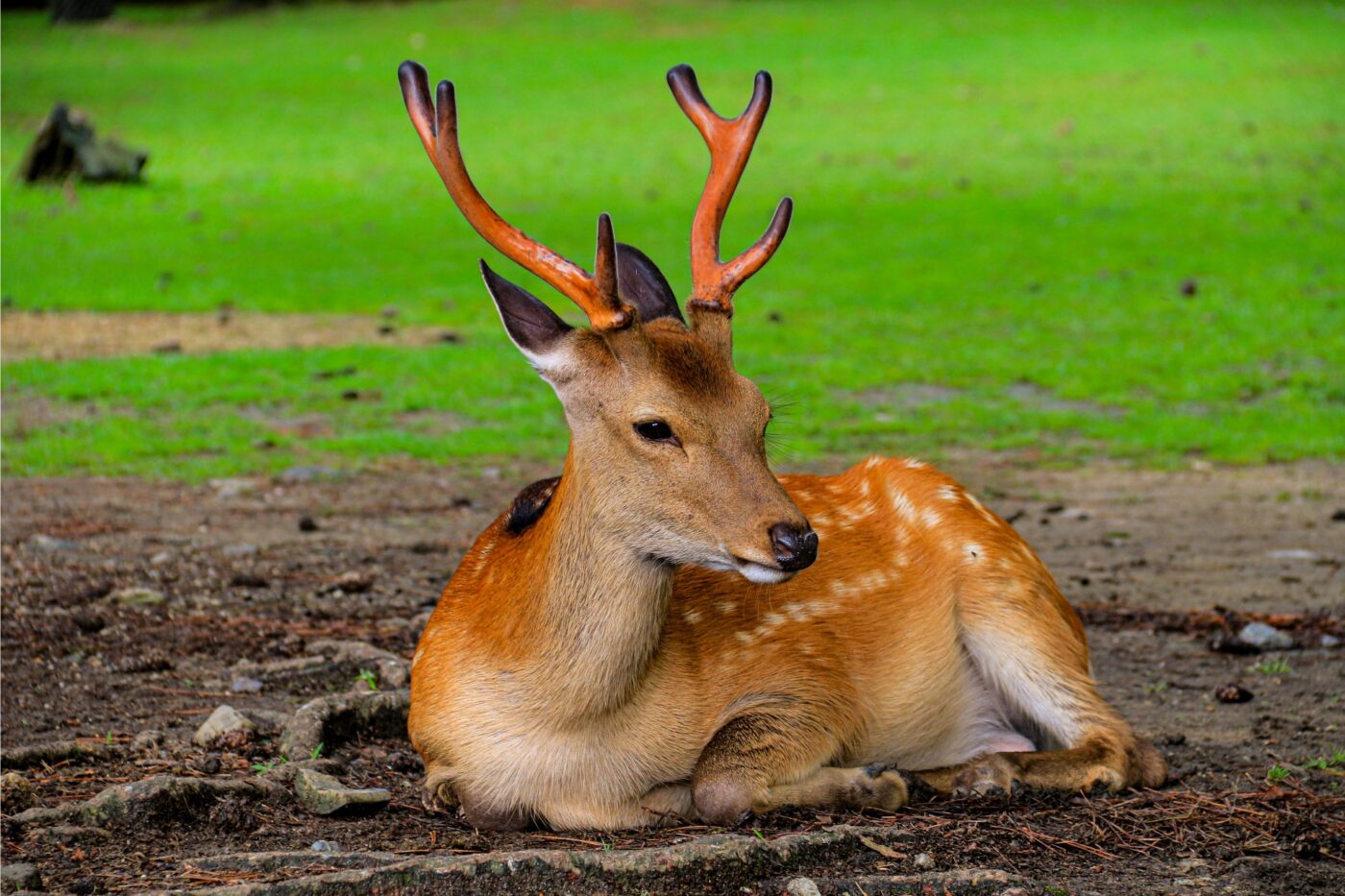 10/6（月）松戸市小山の南部小T字路バス停付近で、角の生えた鹿の目撃